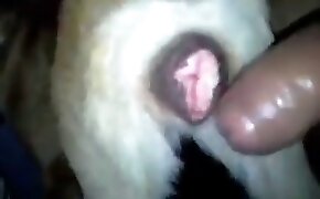 gowin jogo - guy fucks animal, zoophilia fuck porn